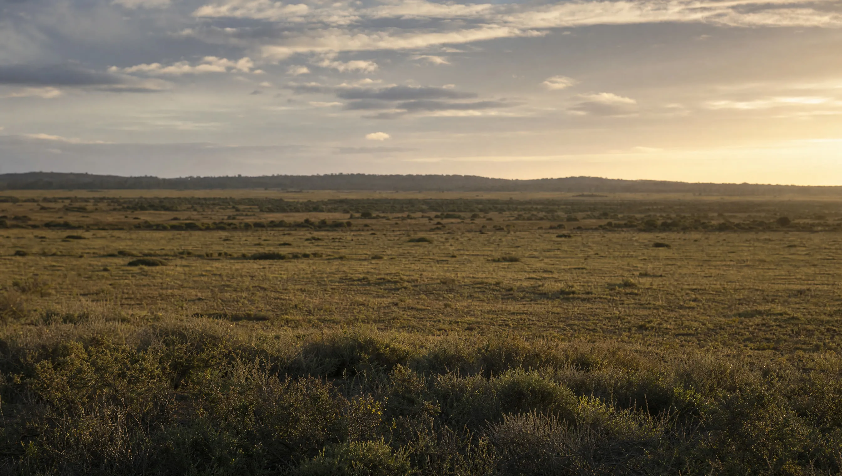 Open rural land running to a distant treeline under a wide sky