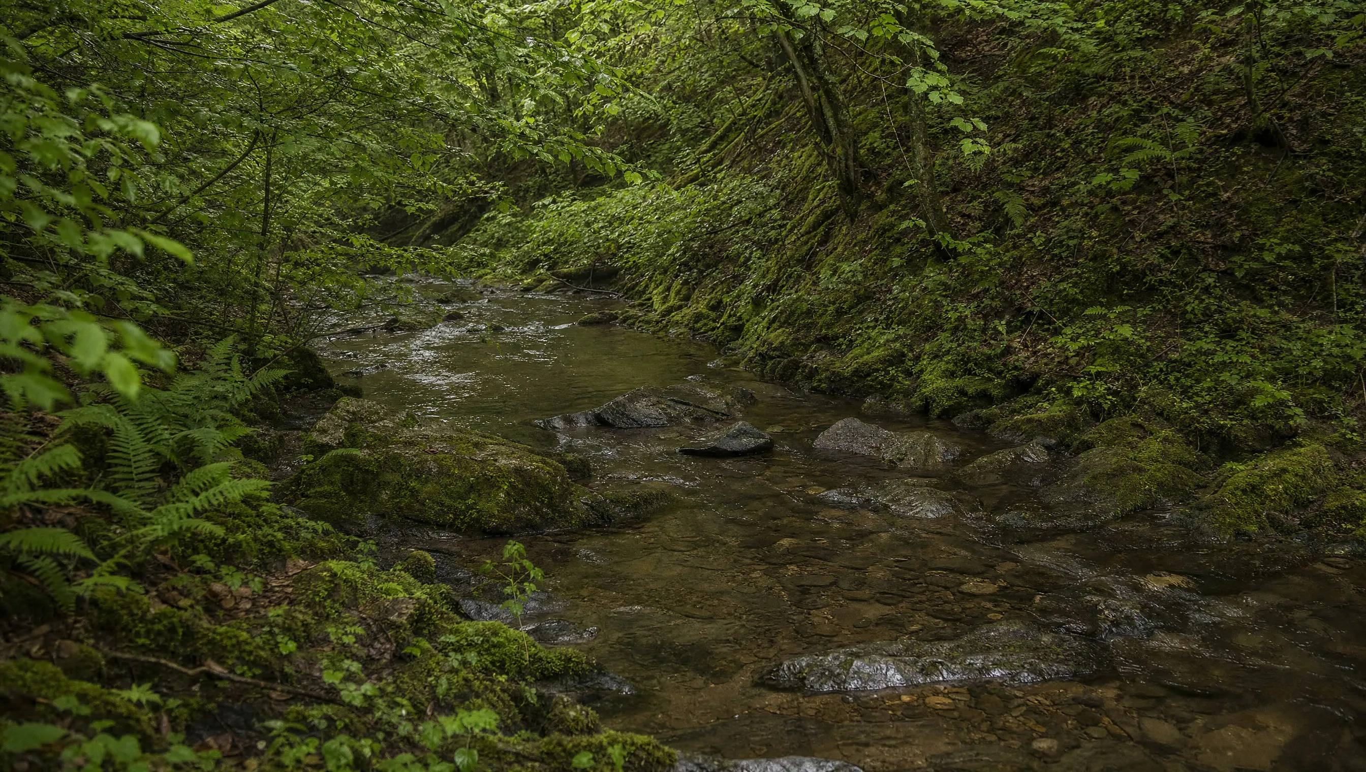 A creek running through wooded ground