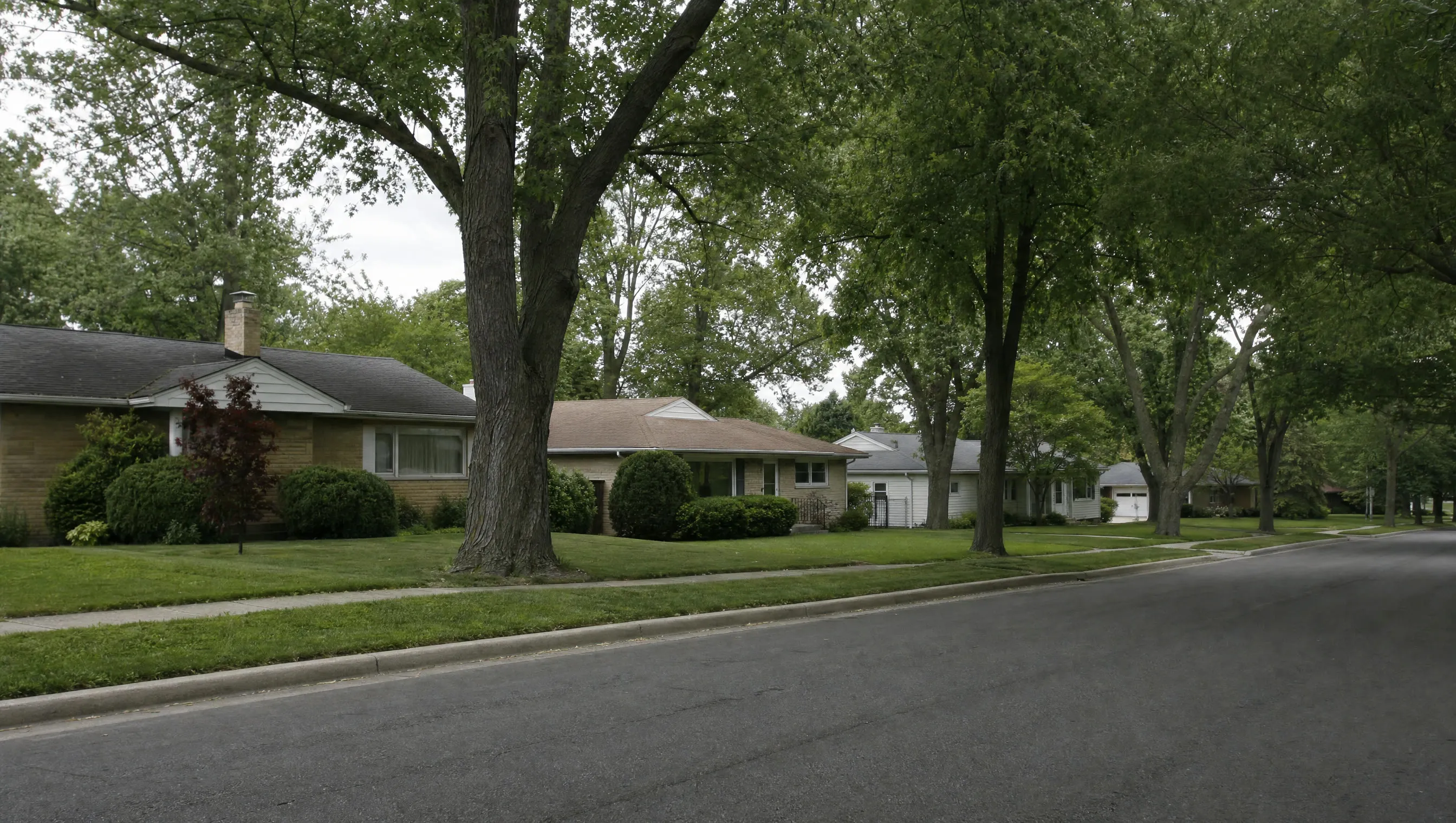 A quiet suburban street lined with mature trees under flat light
