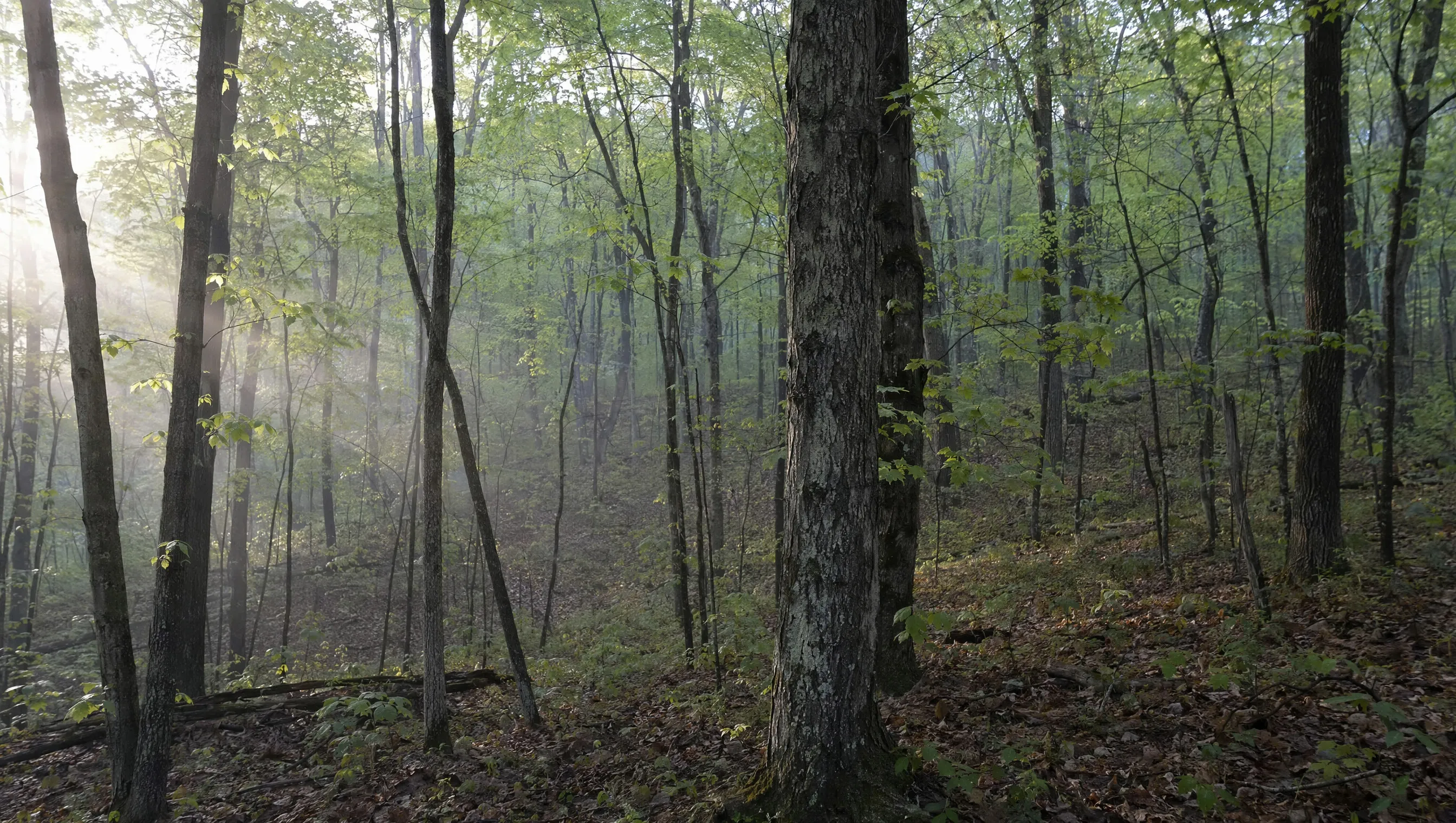 Wooded Appalachian acreage in morning light